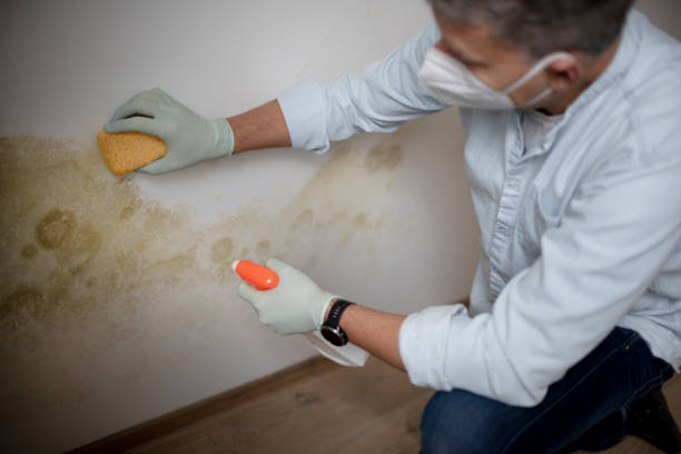 Best HVAC Mold Remediation in Jordan, NY