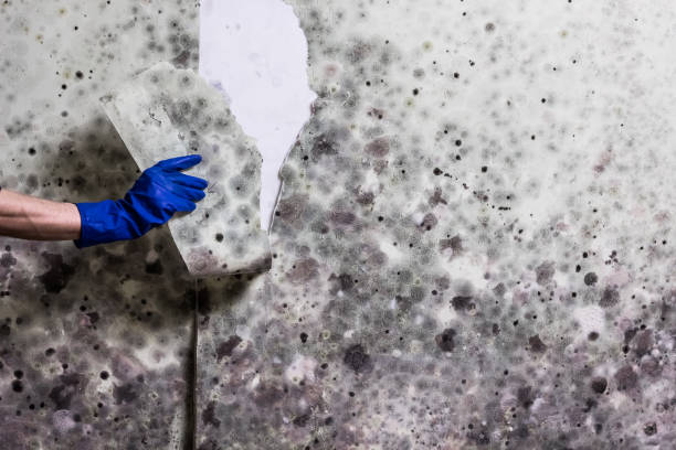 Best Kitchen Mold Remediation in Jordan, NY