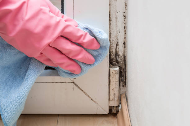 Best Mold Remediation for Specific Building Types in Jordan, NY