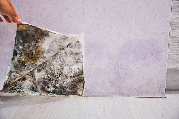 Best Residential Mold Remediation in Jordan, NY